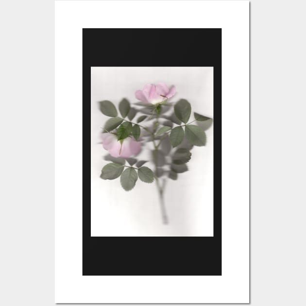 Rosa Canina Wall Art by MagsWilliamson